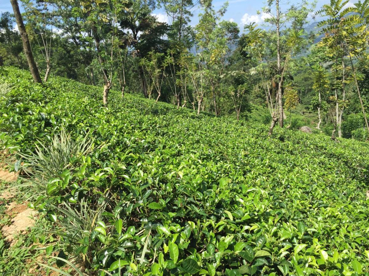 Rohana Estate Lodging & Camping Kandy Exterior photo