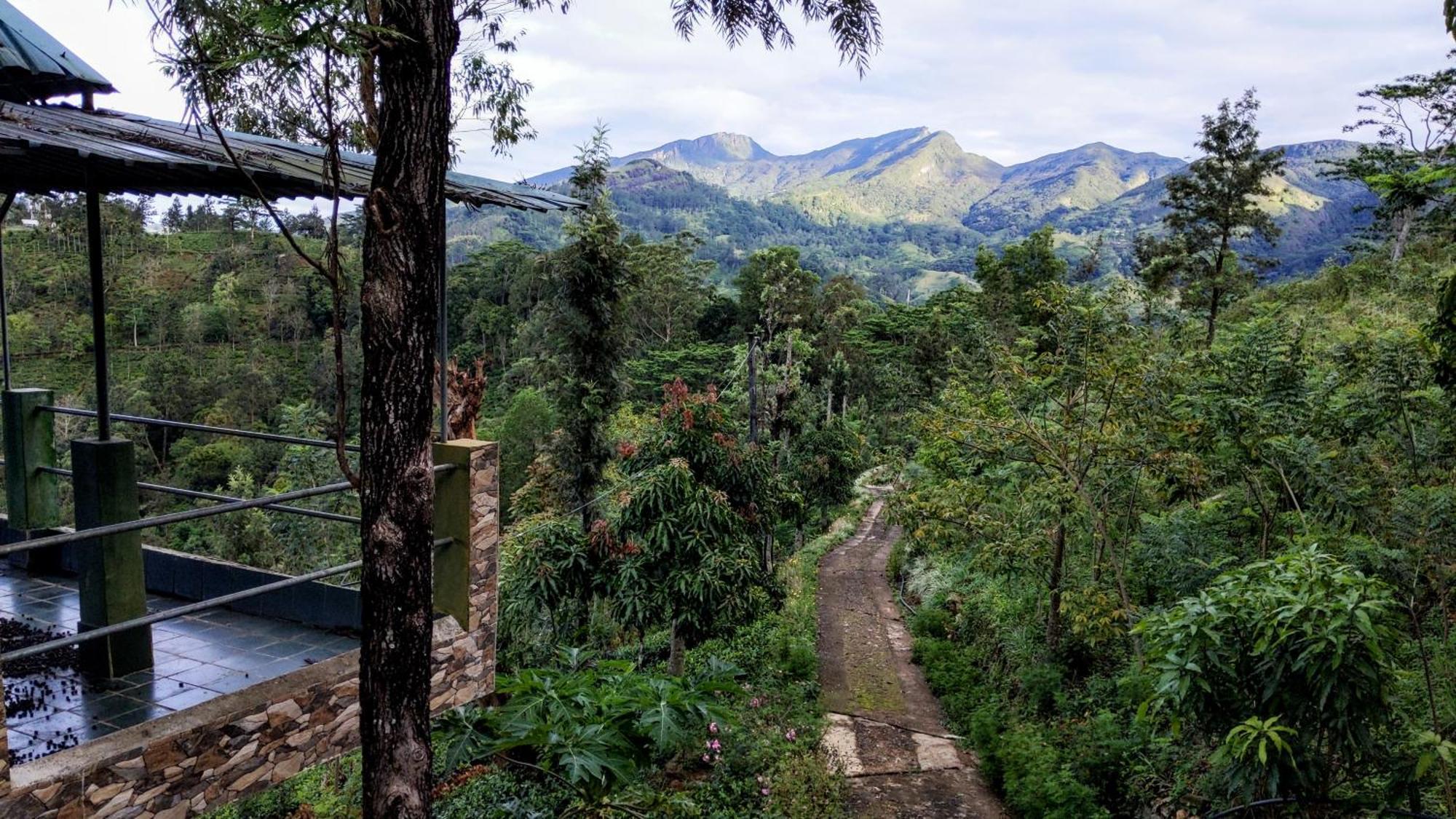 Rohana Estate Lodging & Camping Kandy Exterior photo